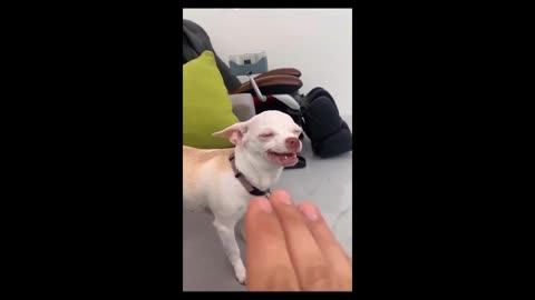 #Dog