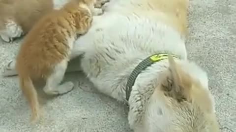 dog_&_cat_funny_shorts_videos_2022_#funny_#funnyvideo_#animals_#cat_#dog_#animalsfunnyvoice