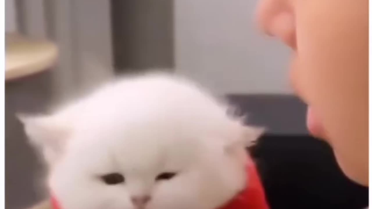 Cutie Cat