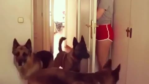 Funny animal videos|Cute animal videos |Funny dog&cat videos|Hilarious pet videos|Funny video