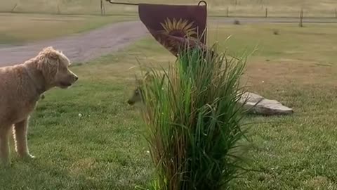 Brave white dog saves a baby deer and becomes its best friend