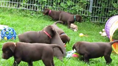 Labrador Welpen vom Klöpperhof