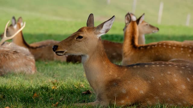 The most beautiful and wonderful deer in the world are here in the most of the world 🥰😍❤