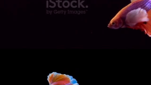 Best funny animals video's 2022😜