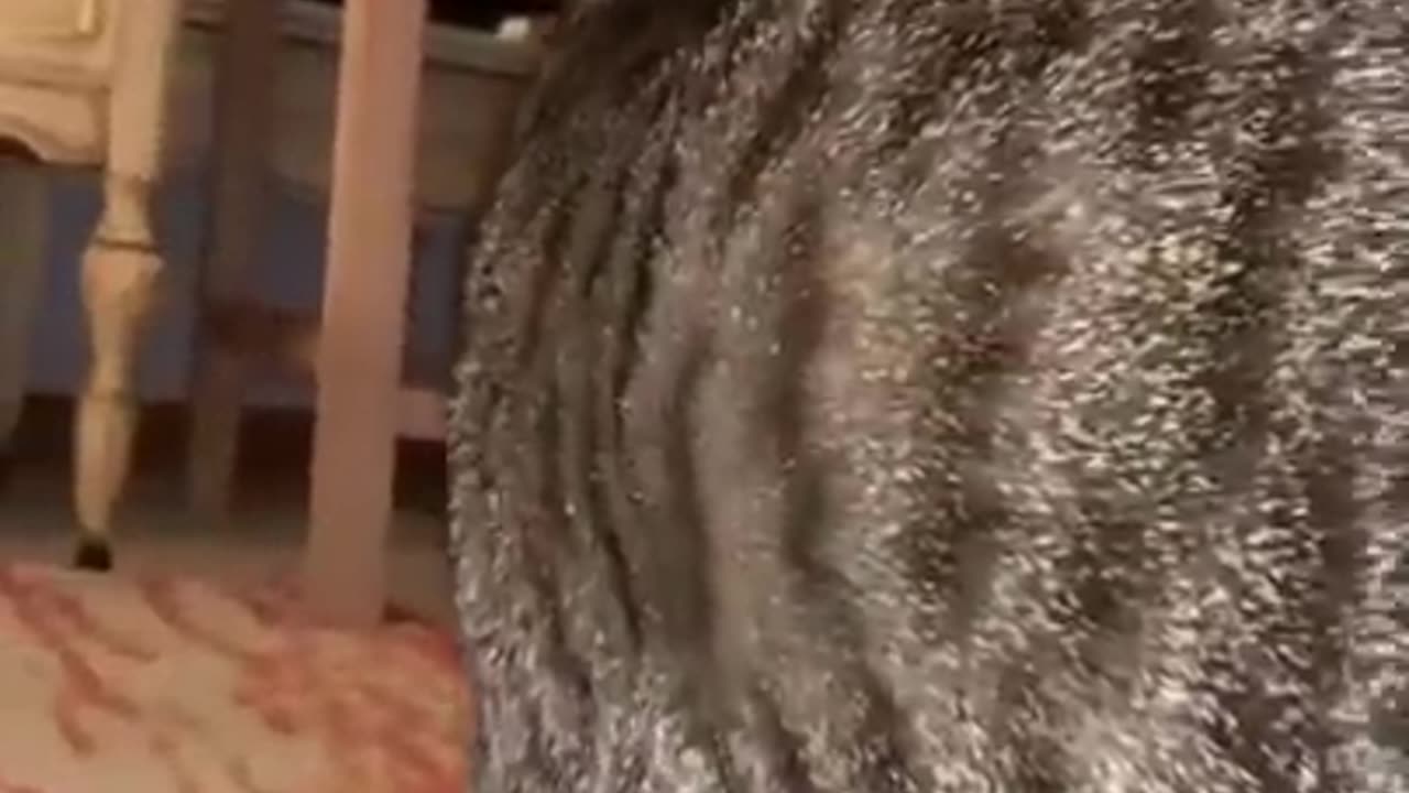 The Funniest Cat Videos on the Internet 🤣🐱