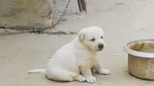 puppy
