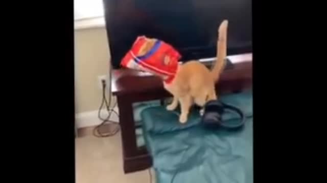 Funniest Cats 😹 - Don't try to hold back Laughter 😂 - Funny Cats Life