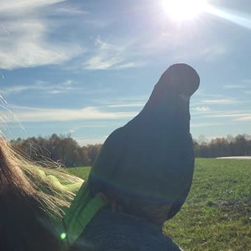 Flock it Farm: Shirley Pigeon flying free