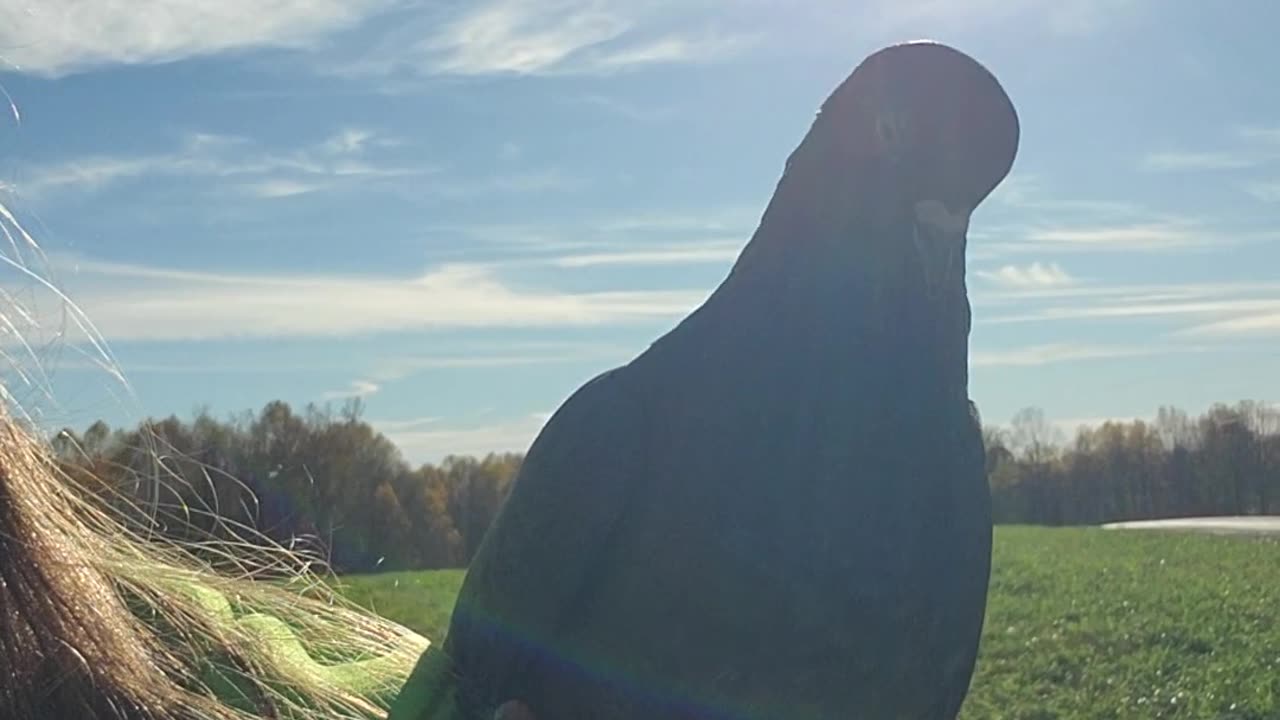 Flock it Farm: Shirley Pigeon flying free