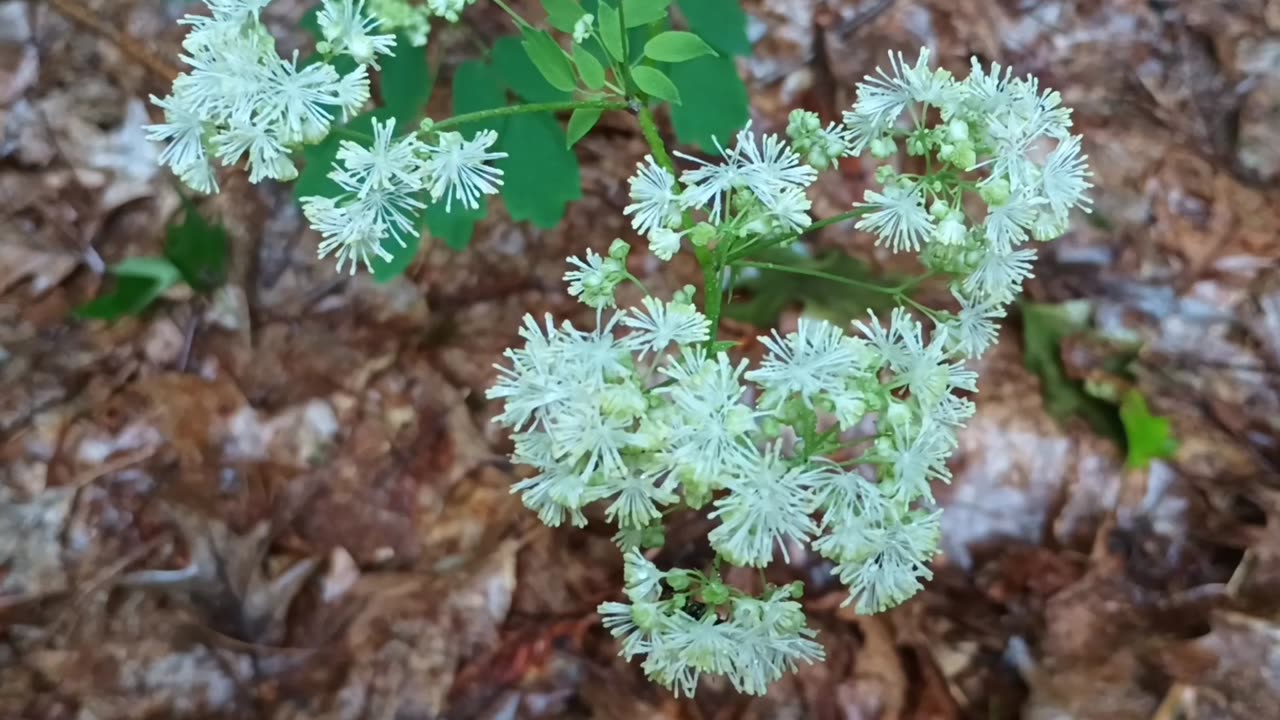 Tall meadow rue
