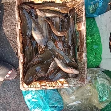 Fish 🐠🐠🐠🐠