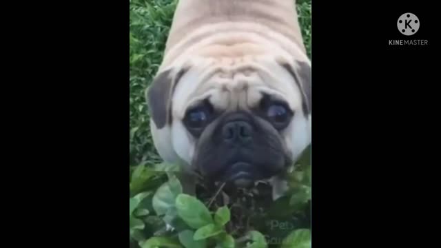 Funny dogs
