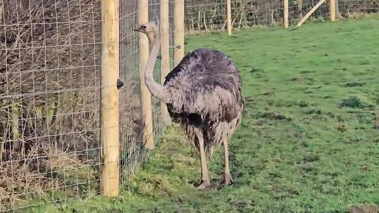 Knowsley Safari Park