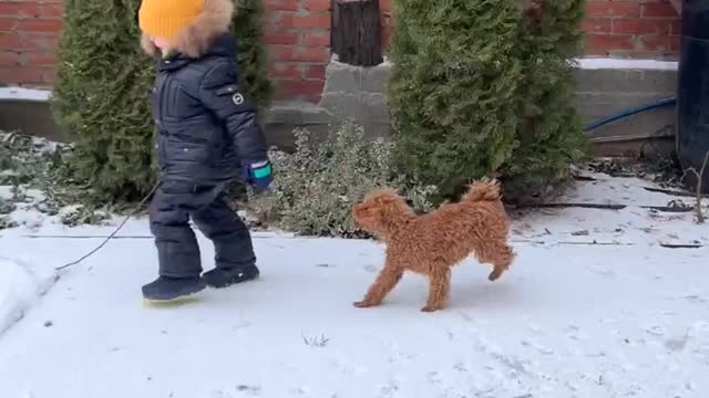 Naughty dog playing with kid