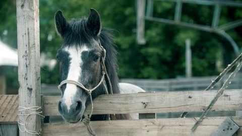 A little grey horse standing in the paddock outdoors