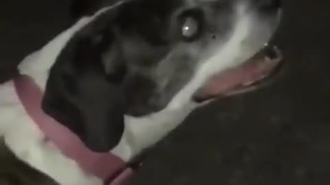 Blind Dog loves watching fireworks