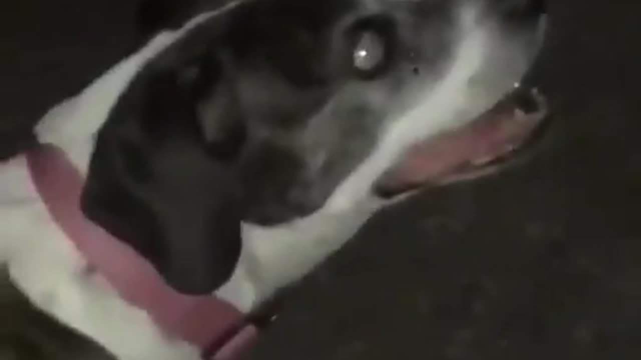 Blind Dog loves watching fireworks