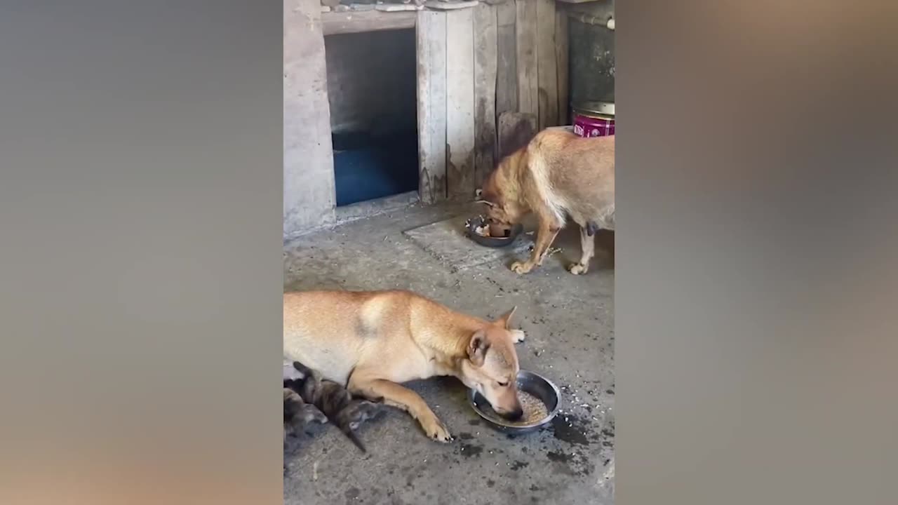 50 Interesting Animal Moments Caught On Camera Will Make You Laugh and Forget Stress