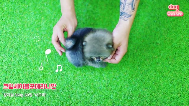 Let's follow the sound of a cat. Small Pan Ban x Xiao Ming peak - University of China