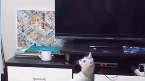 Cute cats reaction_Funny Video _ Try not to laugh #shorts #cutePet #cuteAnimal #FunnyAnimal