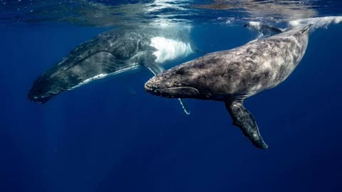 DIVING WHALE | RELAXATION.