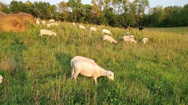 New Farming Opportunity - Hay for the Winter - The Worst Part of the Farm and The Plan to Improve It