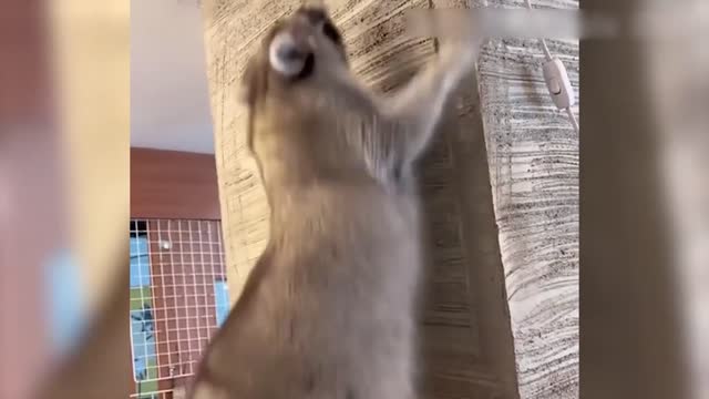 Vídeo de Animais Engraçados - Melhores Vídeos de Gatos😹 e Cachorros🐶 do Mês de 2022! #6