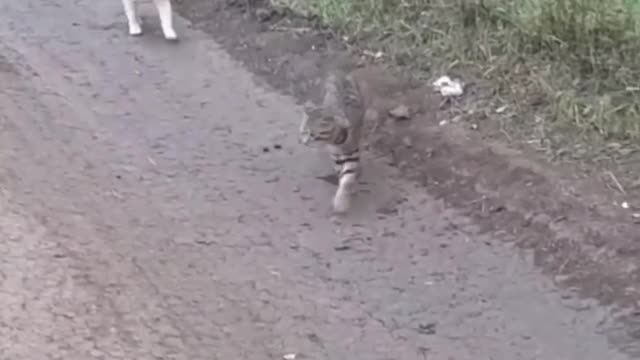 Kitten Playing with Tail