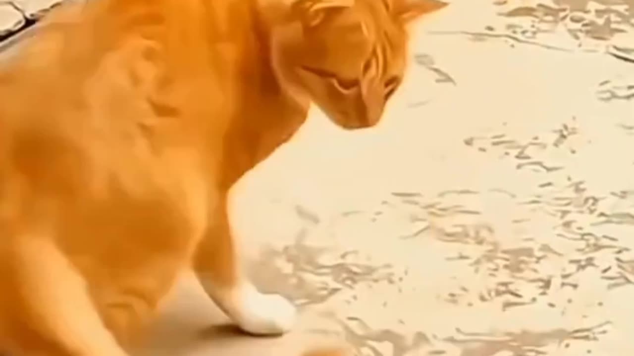 The best funny video part 6