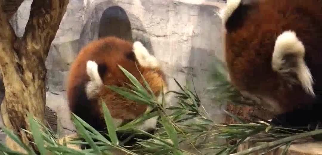 the red panda also takes bamboo leaves as its staple food! Apple is only a snack! (Introduction to p