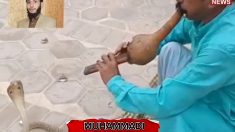 مولانا یحییٰ عباسی صاحب کے بیٹے کو کاٹنے والا سانپ پکڑا گیا