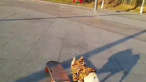 SkateDog