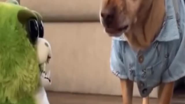 Cute dog 🐶🐶 and really funny dogs