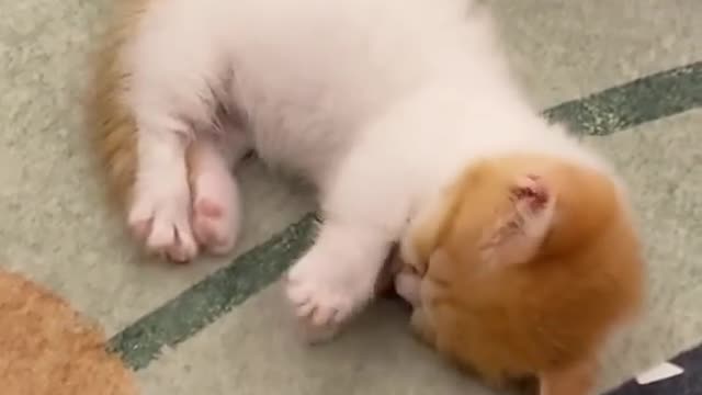 OMG So Cute Cat ♥ Best Funny Cat ❤️🐈Videos 2021 #shorts