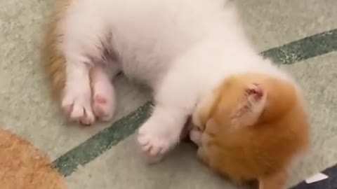 OMG So Cute Cat ♥ Best Funny Cat ❤️🐈Videos 2021 #shorts