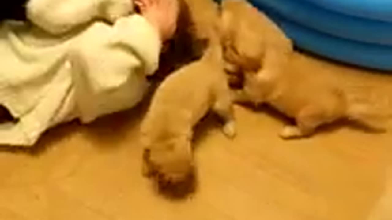 Celtics Puppies 1