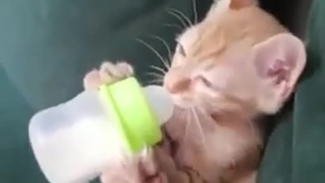 Kitten drinking milk from the bottle