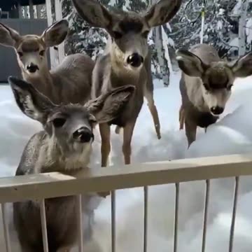 Any carrots you can spare 😊