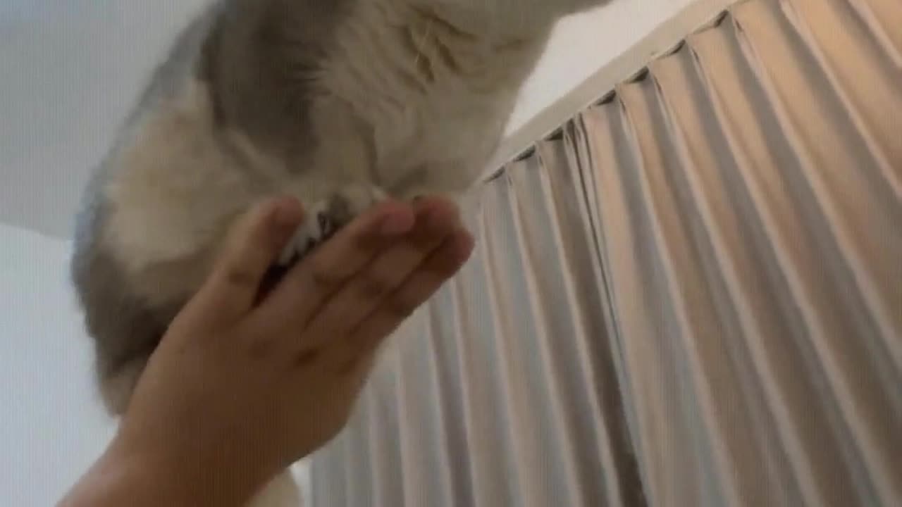 Who hasn't had kittens yet?
