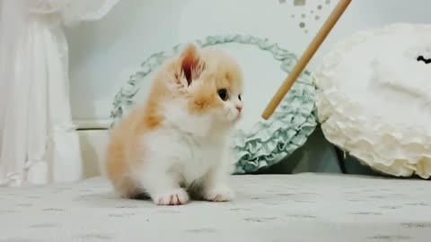 kitten, so cute