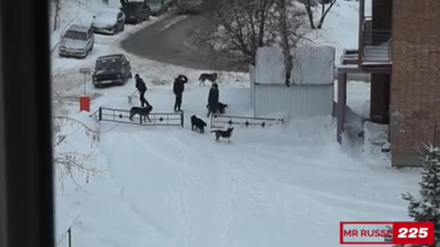 chien droles et amusant like et partage