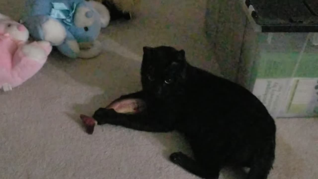 20240318 195558 Tux Enjoying Fish Toy