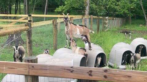 Crying Goats 06.2022
