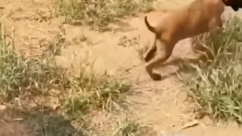 Funniest Videos of Animals...