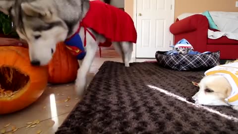 My Dogs Try On Halloween Costumes #2