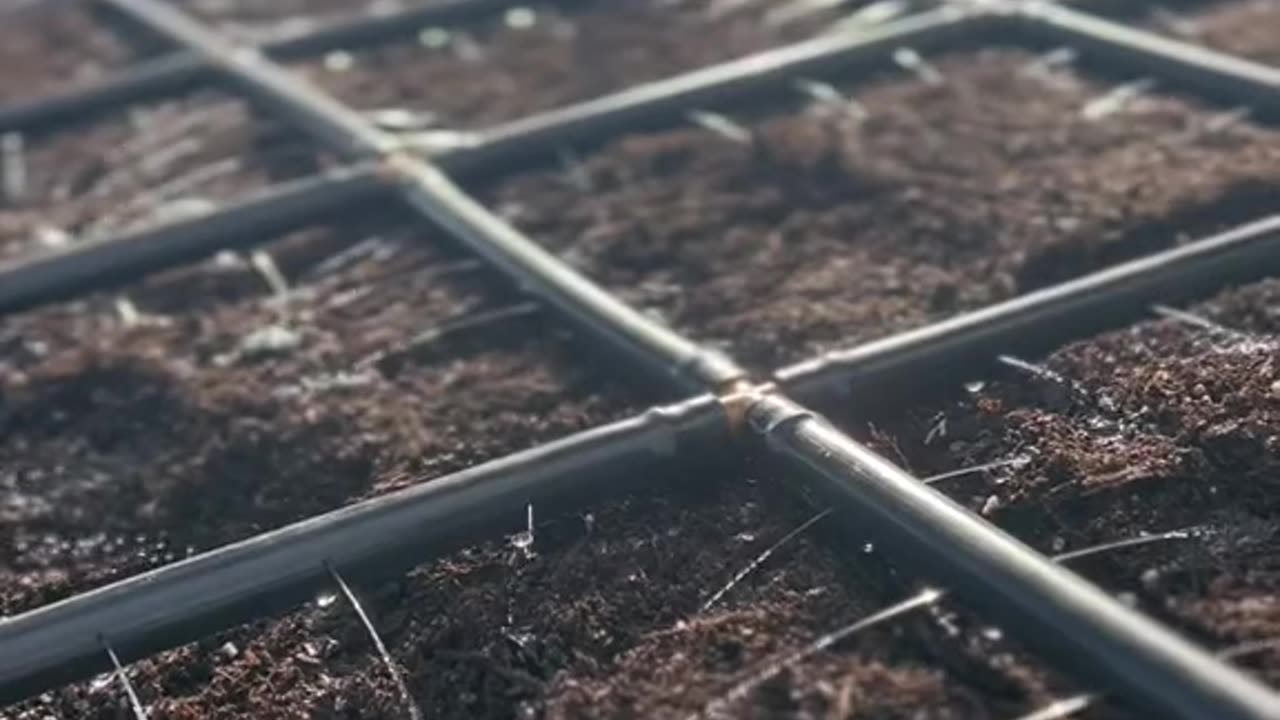 Preparing Your Raised Bed for Planting Onions