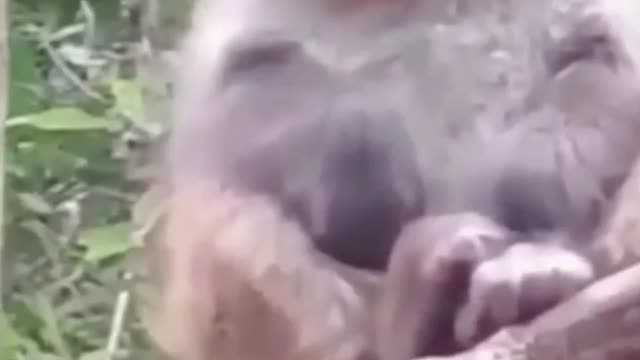 Most Funny animal Video