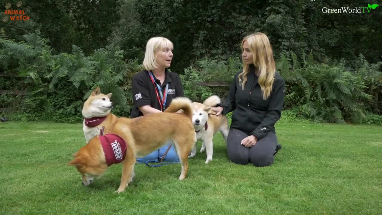 THE SHIBA INU - THE SCREAMING DOG OF JAPAN