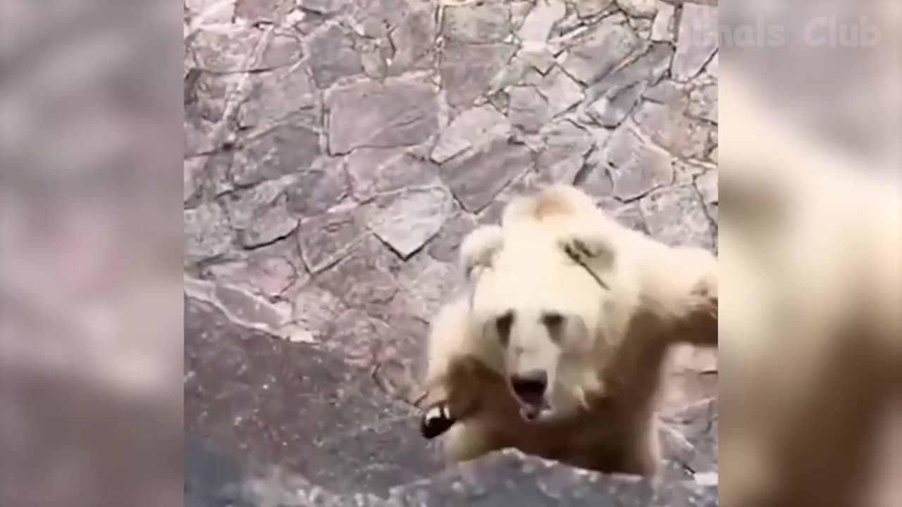 Funny animals