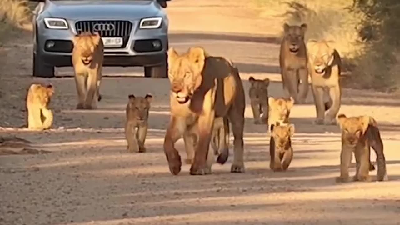 Cute animal video/ lions baby moving on road